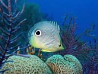 Foureye Butterflyfish Bahama Islands